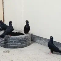 کبوتر آبادانی ذات دار