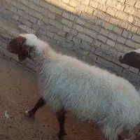۲ عددمیش جوان