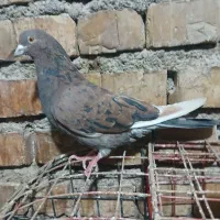 باسلام یه کبوتر نر