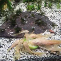 کت پوزه بوته ای