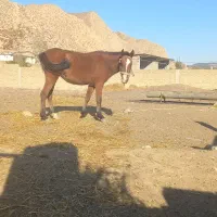 اسب ۲ساله با کره مادیون|اسب و تجهیزات اسبسواری|گلی داغ, |دیوار