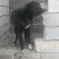 سگ ماده نر توله نگهبان واگذاری جانواری گله ای|سگ|جوادآباد, |دیوار