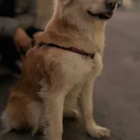 Baby Golden 6 Mahe|سگ|اصفهان, نقش جهان|دیوار