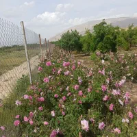 گل محمدی