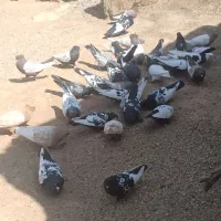 سینه سعادتشهر