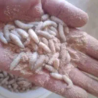 لارو مگس زنده