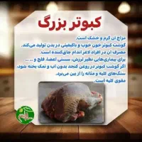 گوشت‌کبوتر‌تازه