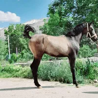 کره نریان پرخون ودمگیر شجره دار