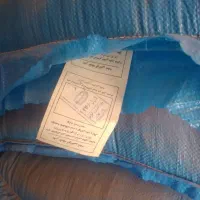 ۳۰کیسه گندم شرکتی رفم بذری کوهدشت