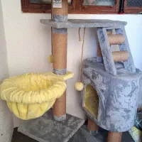 درخت گربه برند پتاژه