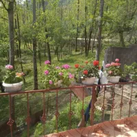 اجاره ویلا جنگلی دو خواب با قیمت مناسب* امشب خالی*