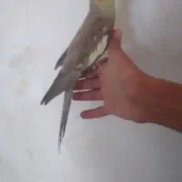 عروس هلندی دستی|پرنده|رباطکریم, شترخوار|دیوار