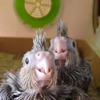 دوعدد عروس هلندی جفت|پرنده|ری, دولت‌آباد|دیوار