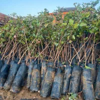 نهال پسته مهریز|خدمات باغبانی و درختکاری|مهریز, |دیوار