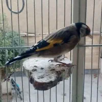 سهره خوش صدا، محمدشهر|پرنده|محمدشهر, ولدآباد|دیوار