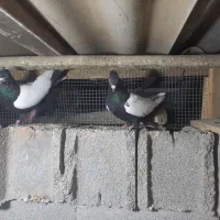 کبوتر،رنگی ۲۰عدد