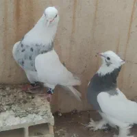 کفتر طوقی|پرنده|صدرا-فارس, فاز ۱|دیوار