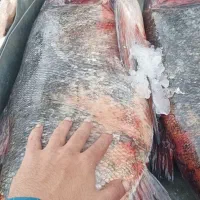 ماهی طوفان بزرگ