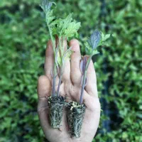 نشا گوجه فرنگی قمی گل‌نرگس