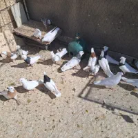 فروش تعدادی طوقی پالخت|پرنده|رودشت (اصفهان), |دیوار