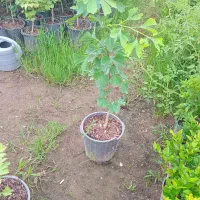 فروش ژینگو .یاس .شمشاد سبز