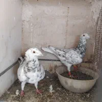 ۵ جفت طوقی و سار|پرنده|بیرجند, |دیوار