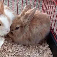 واگذاری فوری خرگوش لوپ