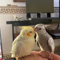 عروس هلندی ایزابلا