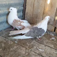 دوبالی درشت|پرنده|شاهرود, |دیوار