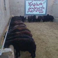 بره نر قره قزل و قزل افشاری دشتی پای پروار