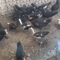 اردک اسرائیلی