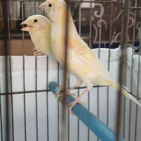 دو عدد قناری جوجه ریزه خوان|پرنده|اردبیل, |دیوار