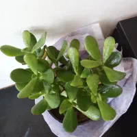 کاکتوس|گل و گیاه طبیعی|نورآباد, |دیوار