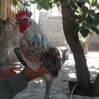 سه عدد خروس بالغ نژاد گلین|حیوانات مزرعه|طرقبه, |دیوار