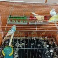 قناری نر و ماده