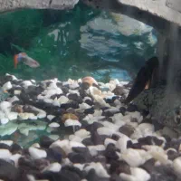 آکواریوم فروش فوری|ماهی|کاشان, مفتح|دیوار