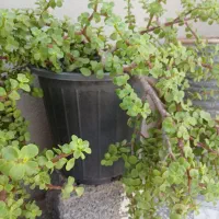 گل خرفه ای واناناسی بزرگ