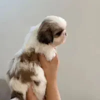 سگ شیتزو فلت اصل ۲ تومن معاوضه با عروس هلندی|سگ|زنجان, |دیوار