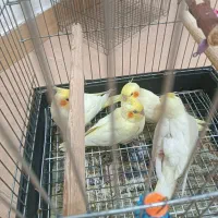 چهار جوجه عروس هلندی