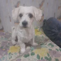 واگذاری سگ خانگی حرف گوش کن بازیگوش دوساله