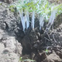 کنگر درجه یک ساقه بلند