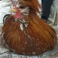 خروس سلطان اصیل