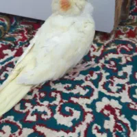 عروس هلندی دستی جنسیتش هنوز معلوم نیست هفت ماهشه|پرنده|استهبان, |دیوار