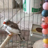 فنچ نر|پرنده|شیراز, کوشک میدان|دیوار