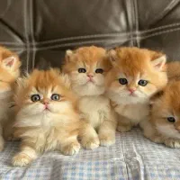 بچه گربه اصیل شناسنامه دار واکسینه شده بازدیدحضوری