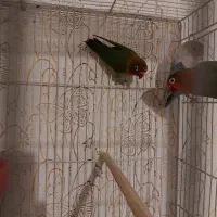 عروس کوتوله با جوجه|پرنده|مشهد, شهرک مهرگان|دیوار