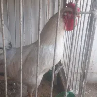 خروس چهل تاج