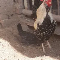 جوجه عربی وگلین|حیوانات مزرعه|سوسنگرد, |دیوار