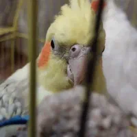 جفت عروس مولد لوتینو با قفس و وسایل کامل