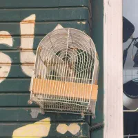 سهره سرسیاه 3گل طوق دار|پرنده|شیراز, بازار|دیوار